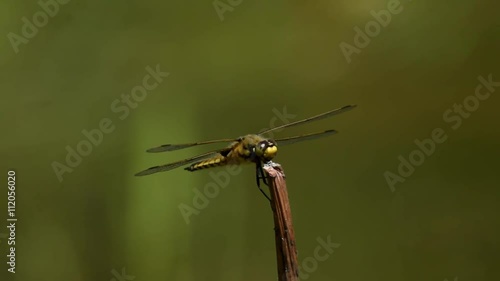 蓮の茎に留まるシオヤトンボ♀