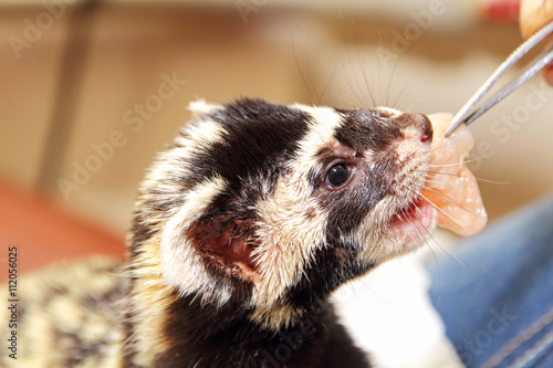 Фотография Marbled polecat (Vormela peregusna) feeding by means of tweezers.