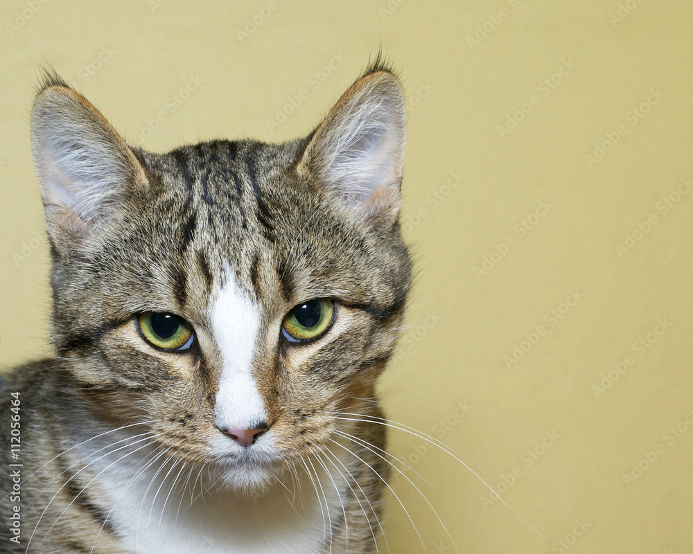 Tan brown grey and white tabby cat close up looking at camera with yellow textured wall background.