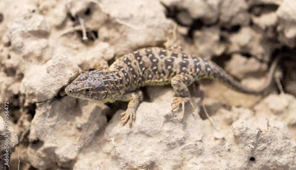 Naklejka premium Lizard in the ground outdoors
