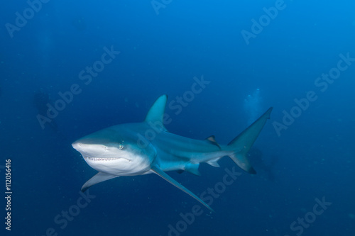 Giant Blacktip swimming in deep blue water © studio5050