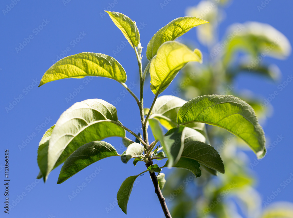Obraz premium leaves on a tree against the blue sky