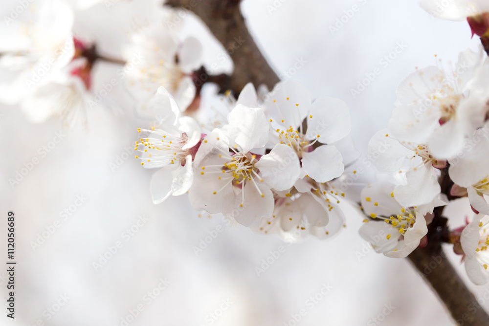 apricot flowers on a tree in nature apricot flowers on a tree in nature