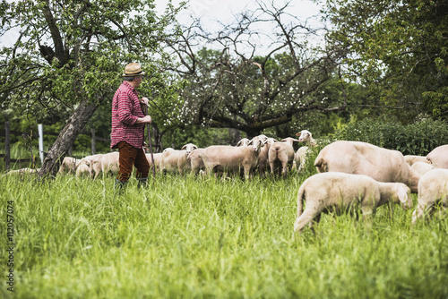 Shepherd with flock of sheep on pasture photo