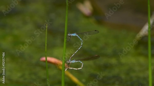 イトトンボの交尾