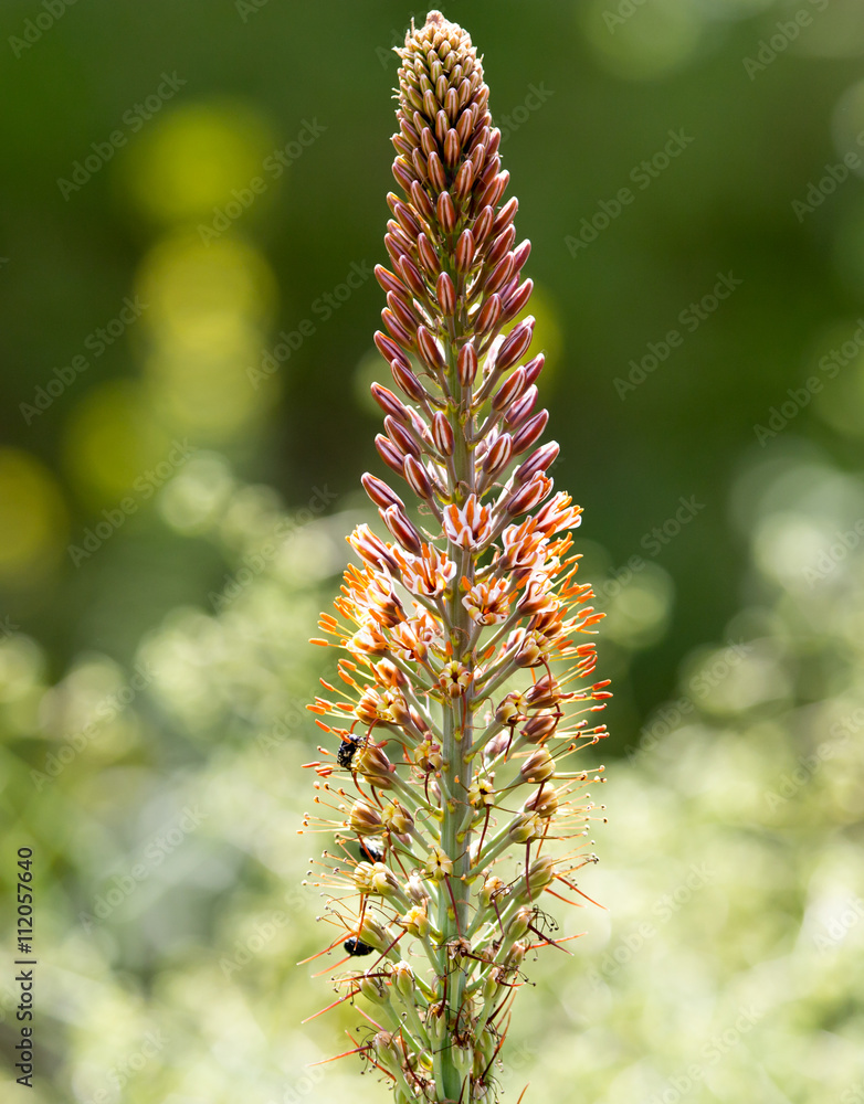 spikelets flowering grass outdoors in nature