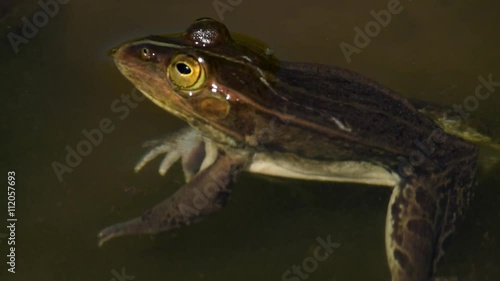 水面に浮くトノサマガエル