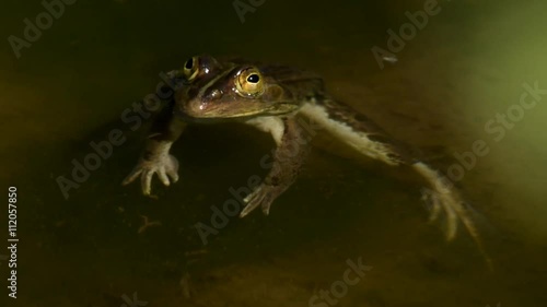 水面に浮くトノサマガエル