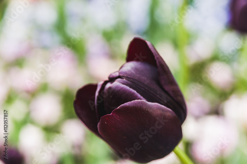 Bud black Tulip on a background of flowering lawn