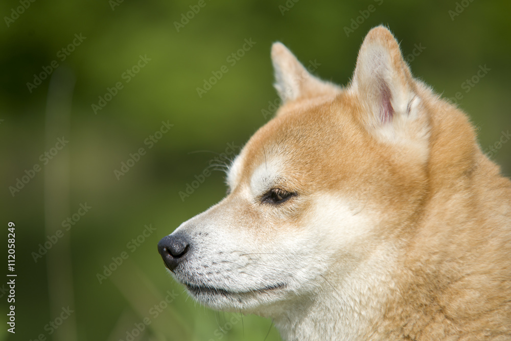 close up on shiba inu dog