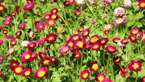 in iran antique garden with lots of different flowers in the wind photo