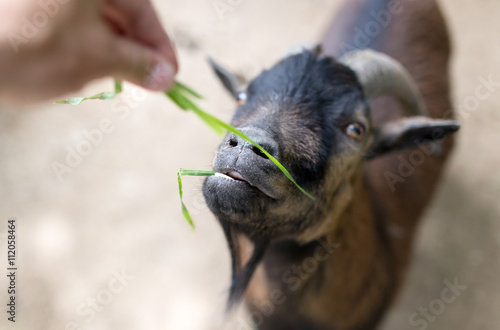 goat eating grass with his hands © schankz