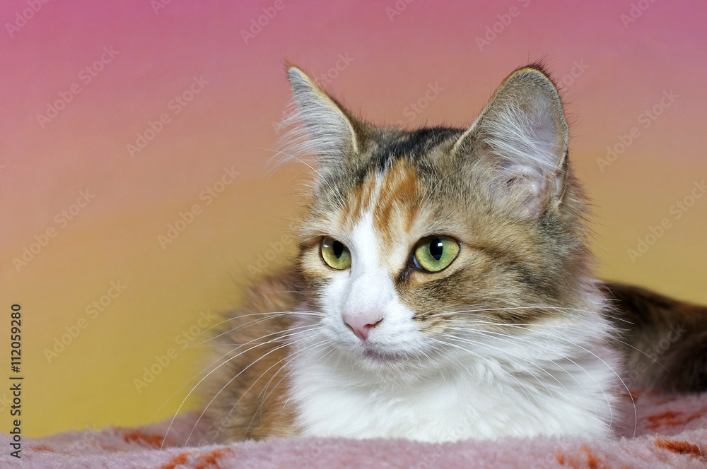 Calico cat sitting on a dirty pink blanket with yellow and pink textured background looking to her right side