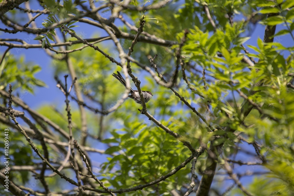 Long Tailed Tit (Aegithalos caudatus)