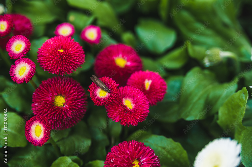 Bright red flowers on a green lawn, background for website Bright red flowers on a green lawn, background for website