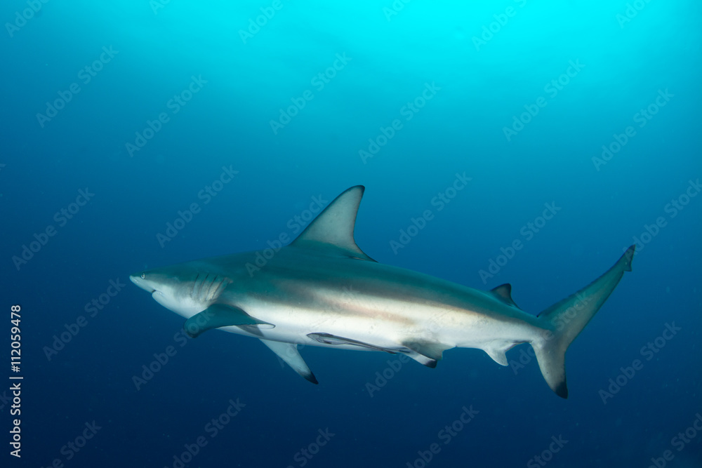 Fototapeta premium Giant Blacktip swimming in deep blue water