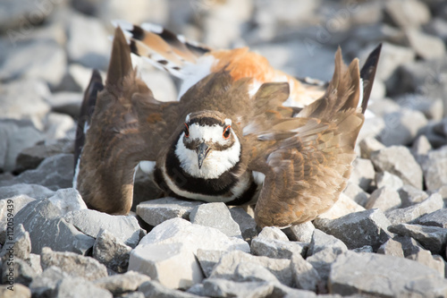 Killdeer sitting on eggs