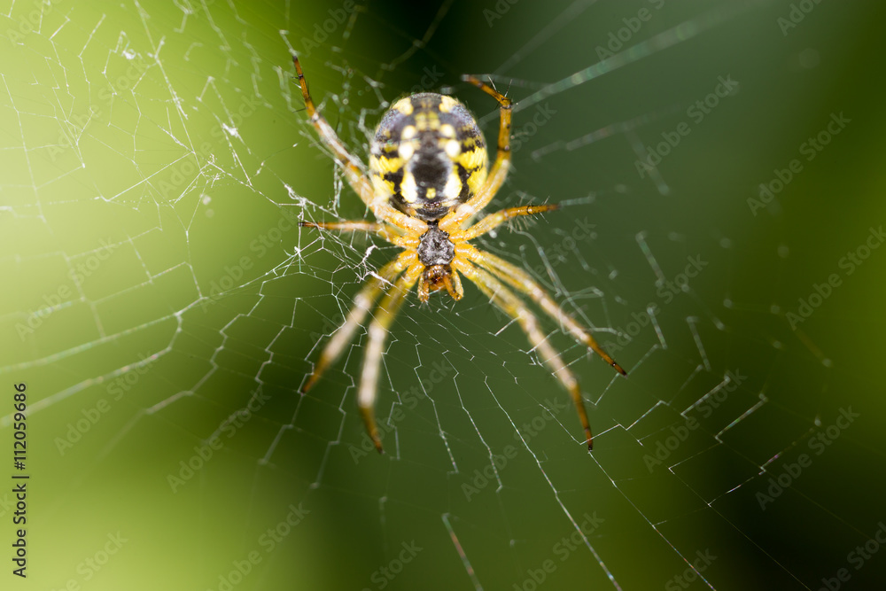 scary spider in nature. macro scary spider in nature. macro