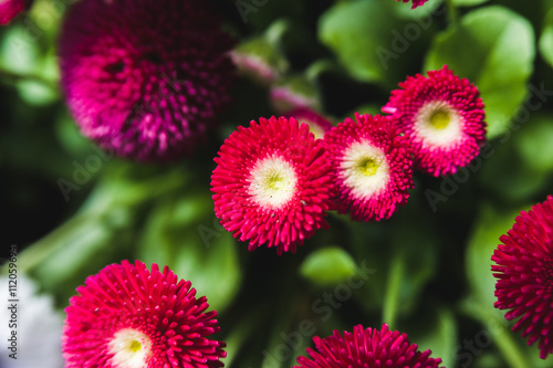 Red flowers on a background of lush green