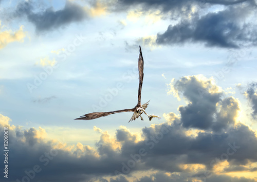 Osprey flying in clouds at sunset with fish in talons