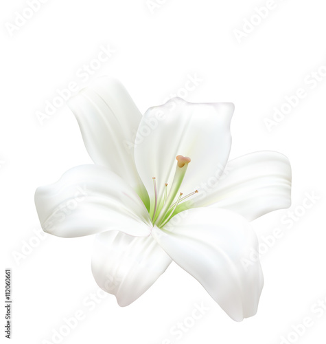 Photo-realistic Beautiful White Lily Isolated On White Background