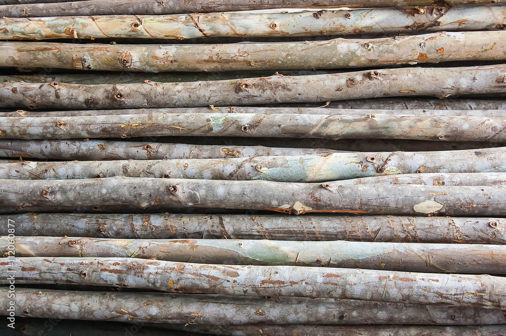 long wood pile eucalyptus