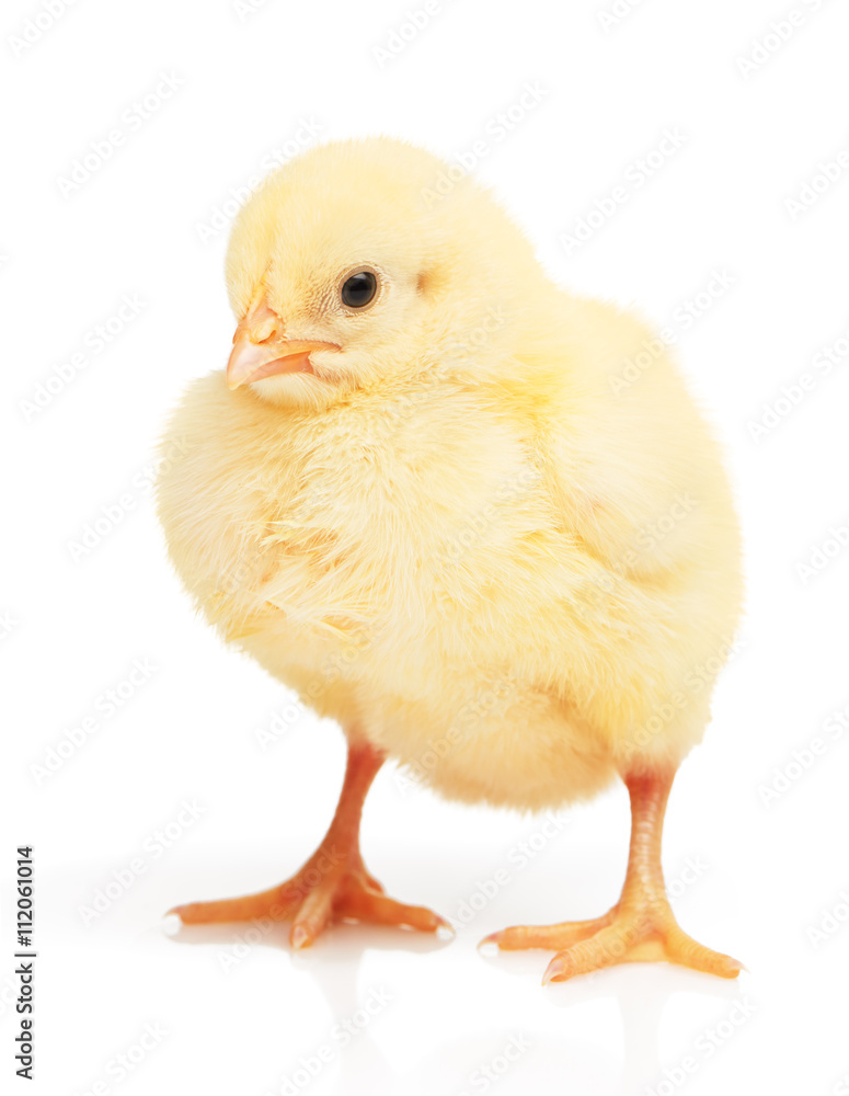 Obraz premium Small yellow chicken isolated on white