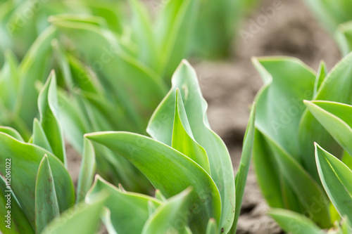 green leaves of a tulip in nature