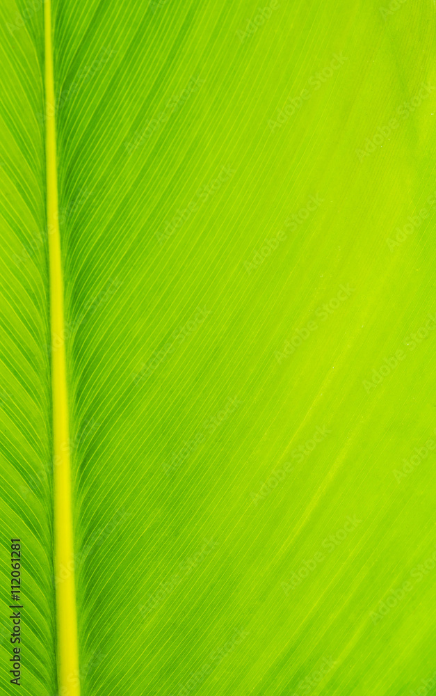 green leaf background green leaf background