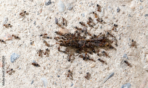 small ants eat the worm. macro © schankz