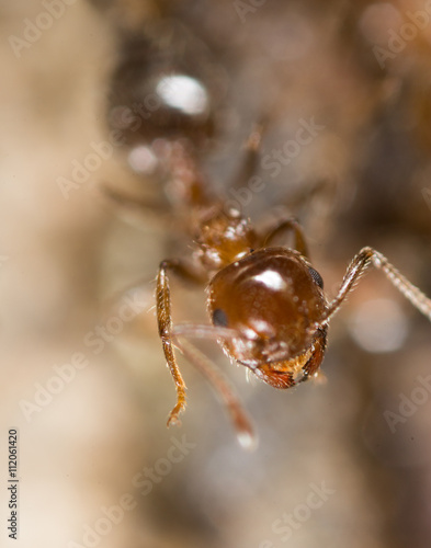 little ant in nature. macro © schankz