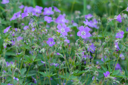 Hepatica small purple flowers in the wild field. The background of delicate little flowers.