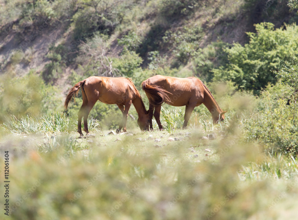 horses in the pasture on the nature horses in the pasture on the nature