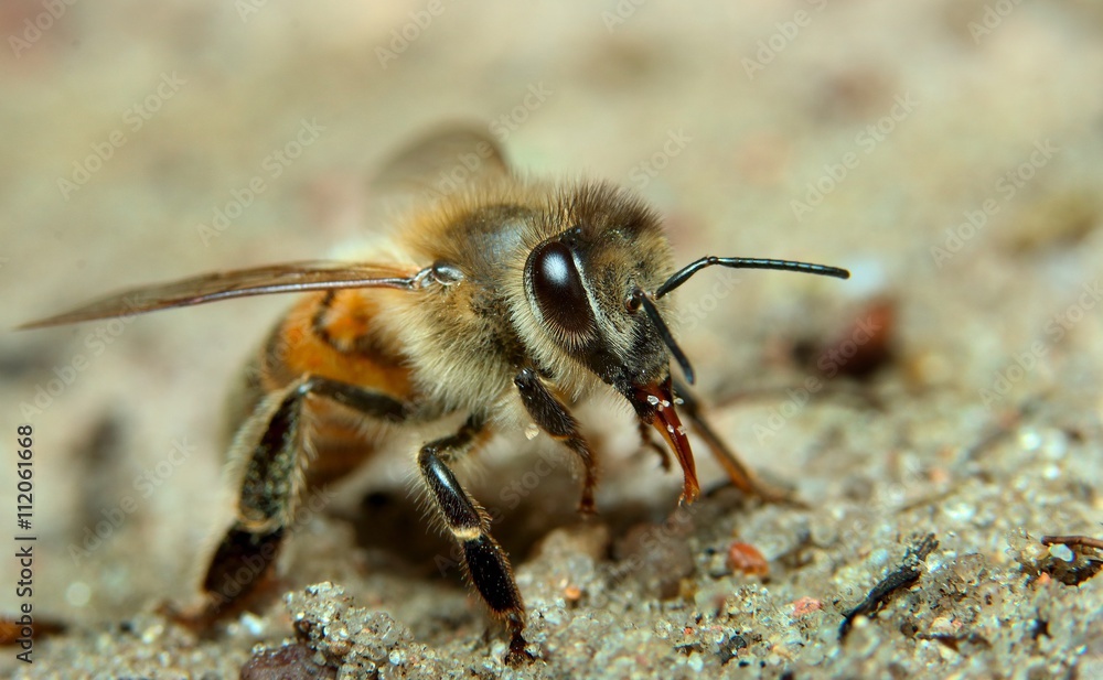 Biene Biene