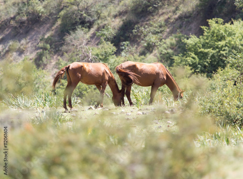 Fototapeta Naklejka Na Ścianę i Meble -  horses in the pasture on the nature