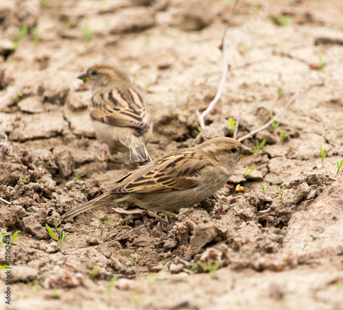 sparrow on the ground in nature © schankz