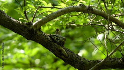 コサメビタキの子育て