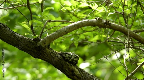 コサメビタキの子育て