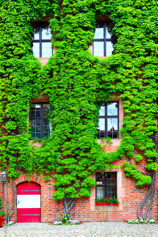 Old house with ivy Old house with ivy