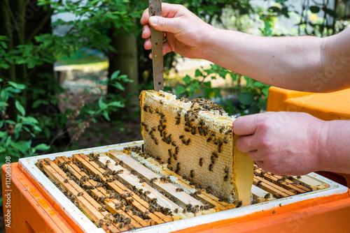 Eine Honigwabe wird zur Honigernte dem Bienenstock entnommen