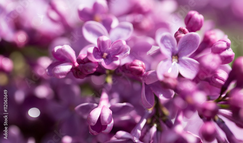 beautiful lilac flowers in nature