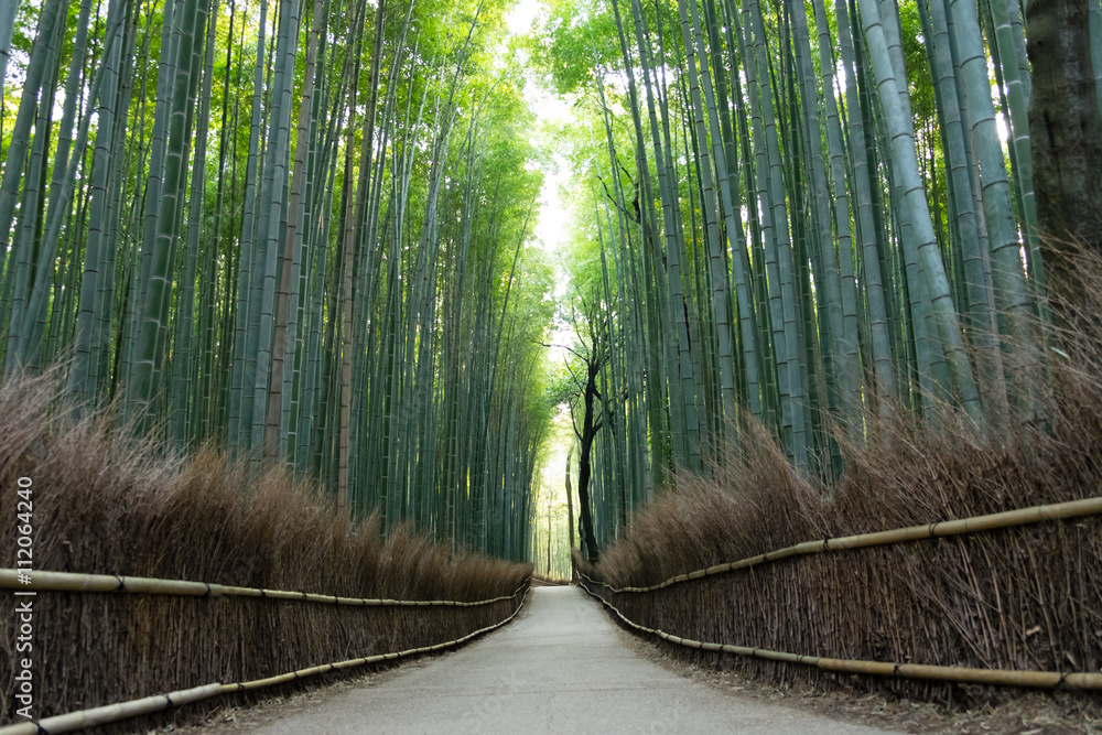 Fototapeta Bambusowy gaj w Arashiyama