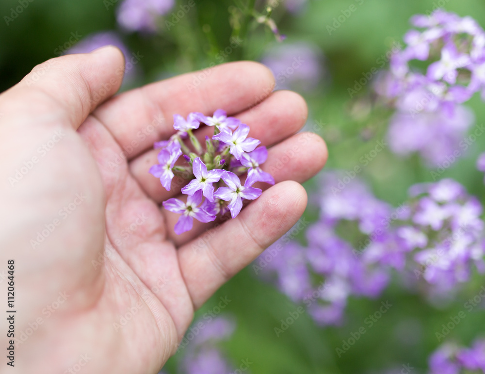 blue flower in hand on nature blue flower in hand on nature