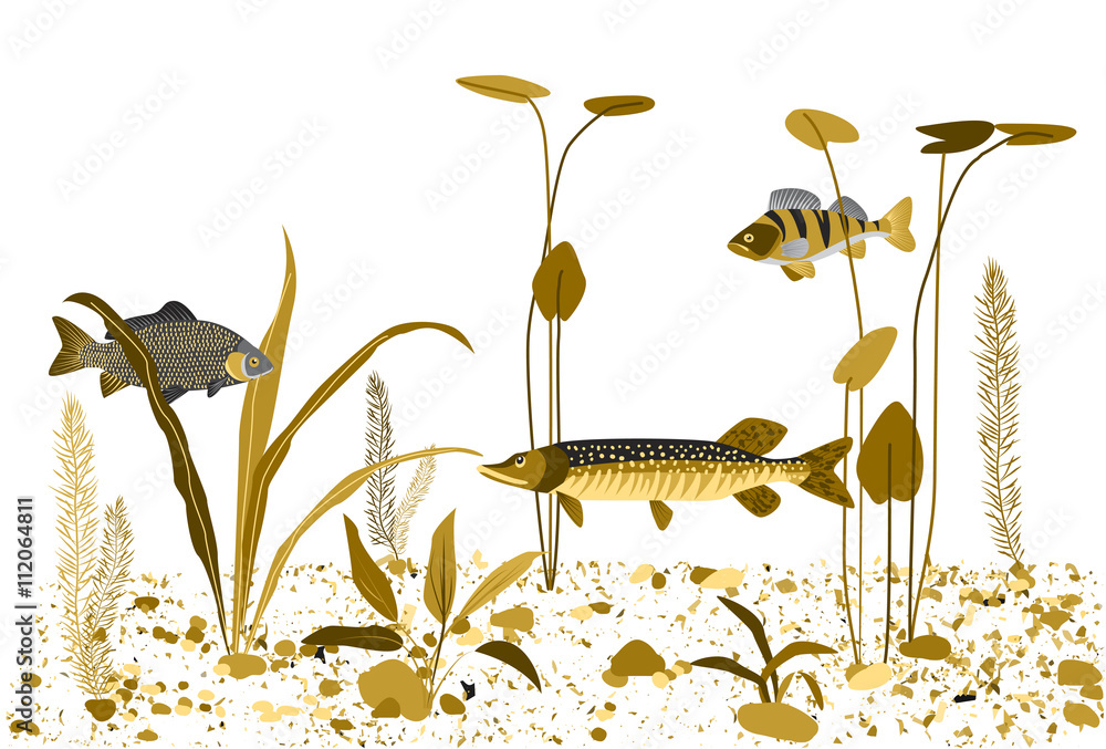 Naklejka premium River, lake underwater world. Vector background.
