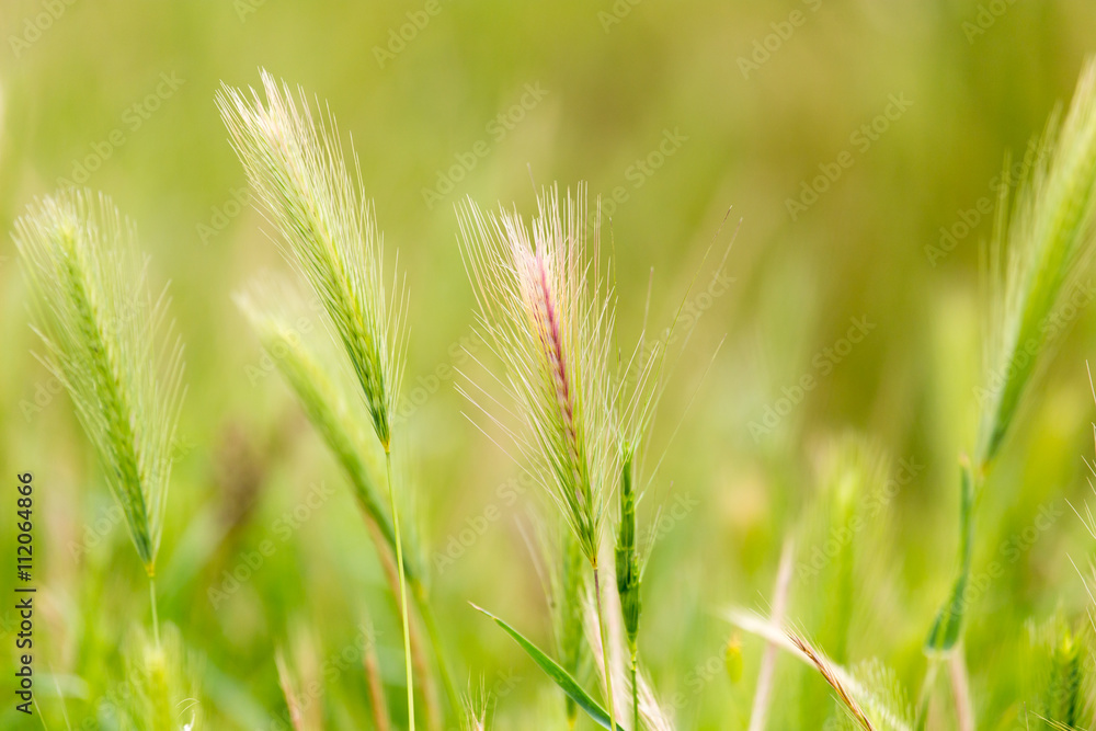 green ears of wheat on nature