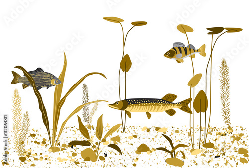River, lake underwater world. Vector background.