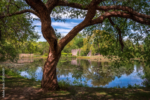 Tree by a lake