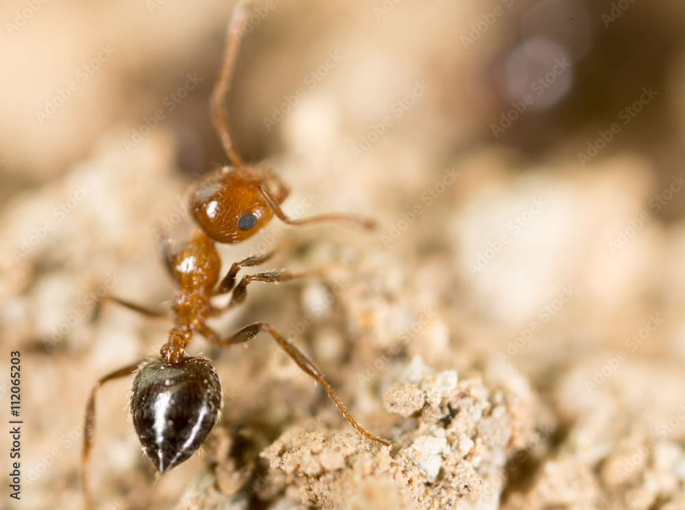 little ant in nature. super macro little ant in nature. super macro
