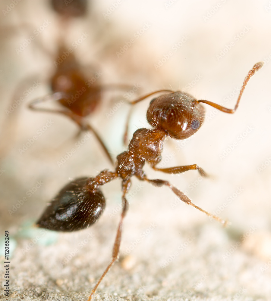 little ant in nature. super macro little ant in nature. super macro