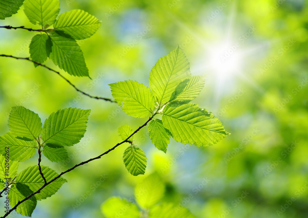 leaves leaves